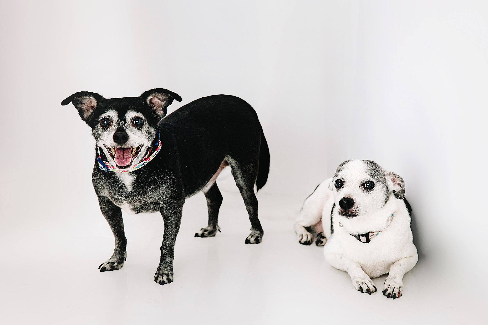 Dog Portraits Litchfield Park, AZ