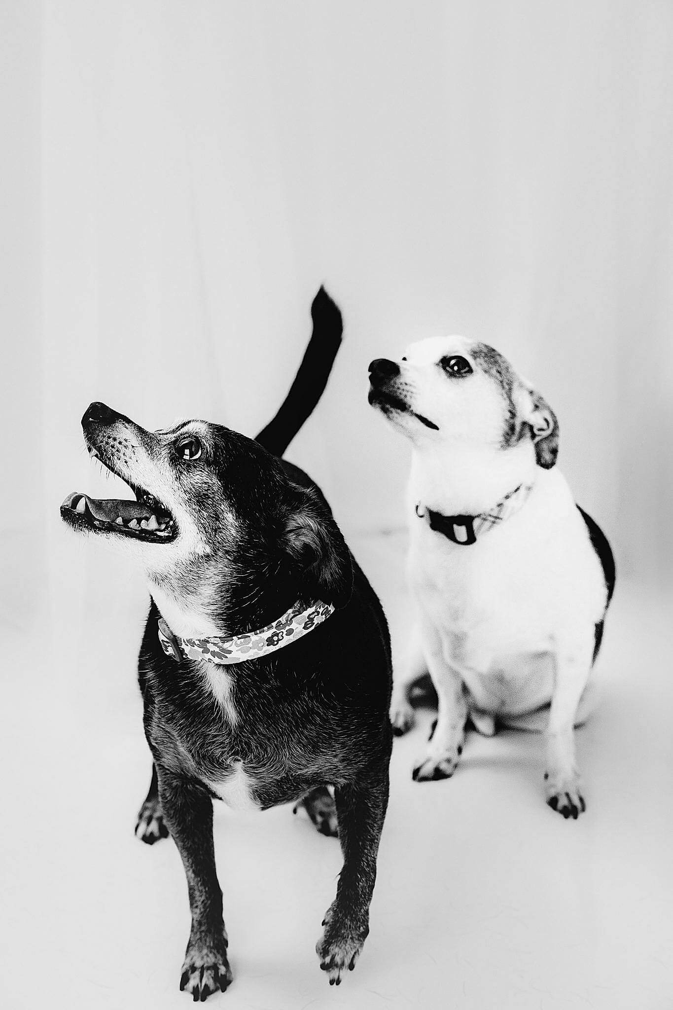 Dog Portraits Litchfield Park, AZ